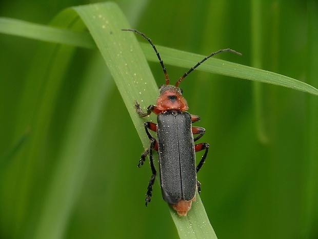 snehuľčík obyčajný Cantharis rustica