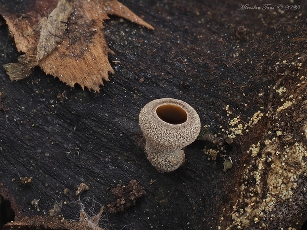 jahňadka hrdzavá Ciboria rufofusca (O. Weberb.) Sacc.