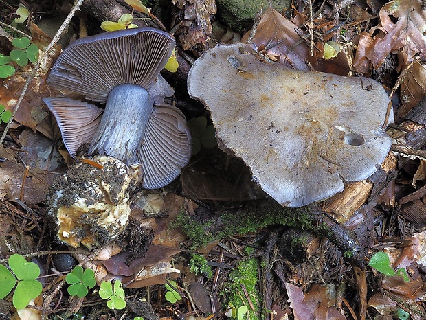 pavučinovec závojnatý Cortinarius velicopius Kauffman