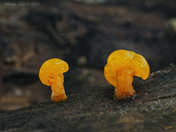 slzovec Dacrymyces sp.