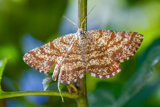 piadivka vresová (samička)  Ematurga atomaria