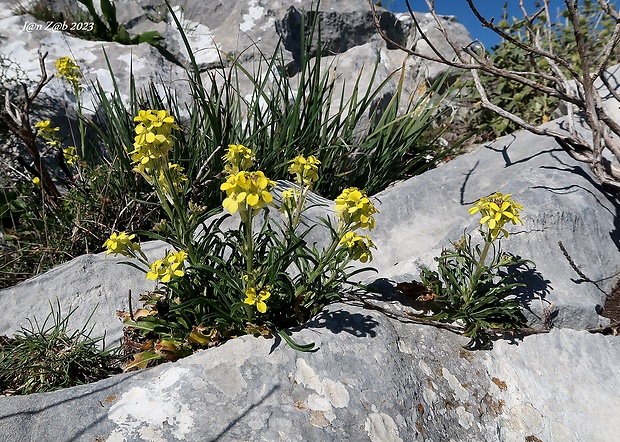 horčičník Erysimum raulinii Boiss.