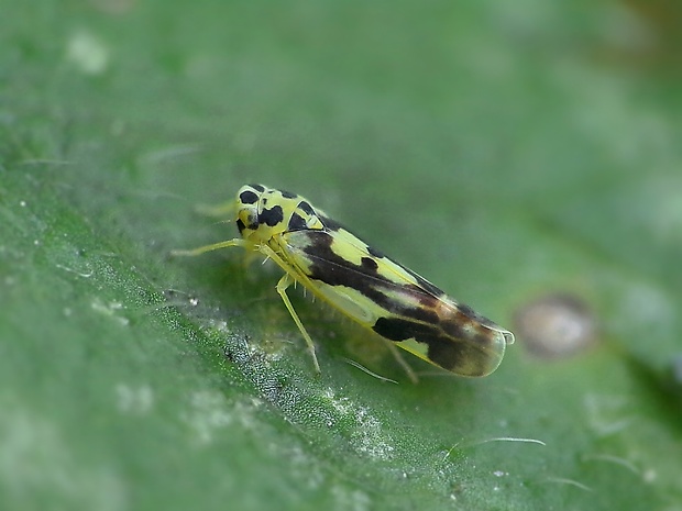 cikádočka Eupteryx aurata