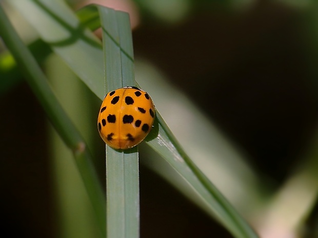 lienka východná Harmonia axyridis