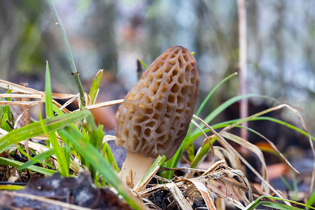 smrčok kužeľovitý Morchella conica Pers.