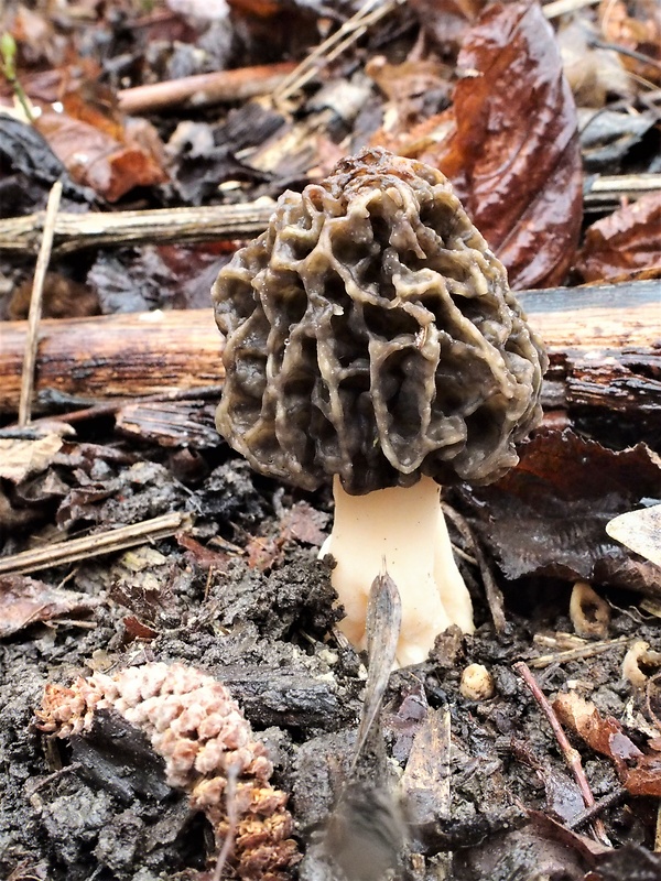 smrčok jedlý Morchella esculenta (L.) Pers.