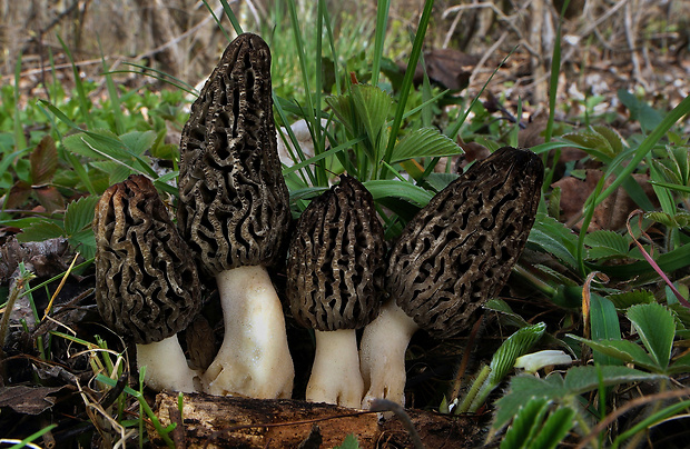 smrčok Morchella sp.