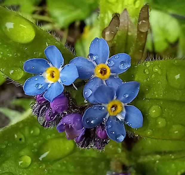 nezábudka roľná Myosotis arvensis (L.) Hill