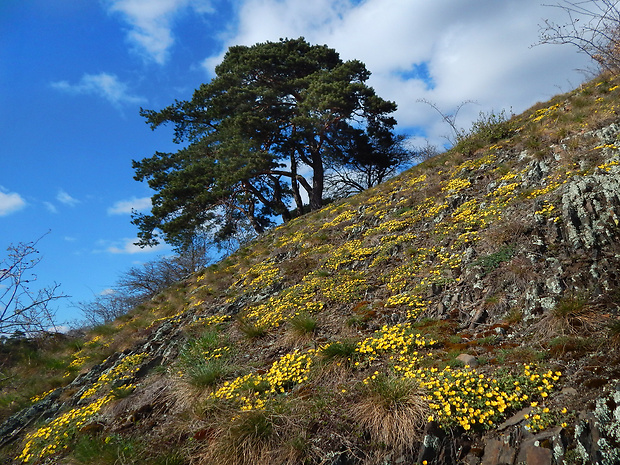 nátržník piesočný Potentilla arenaria Borkh.