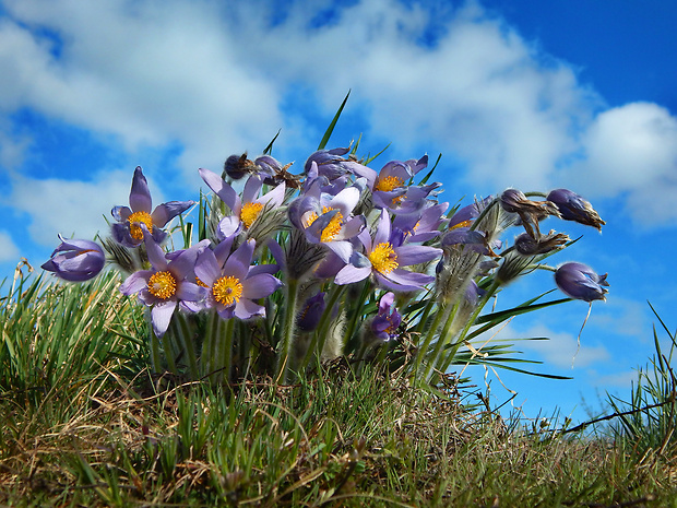 poniklec veľkokvetý Pulsatilla grandis Wender.