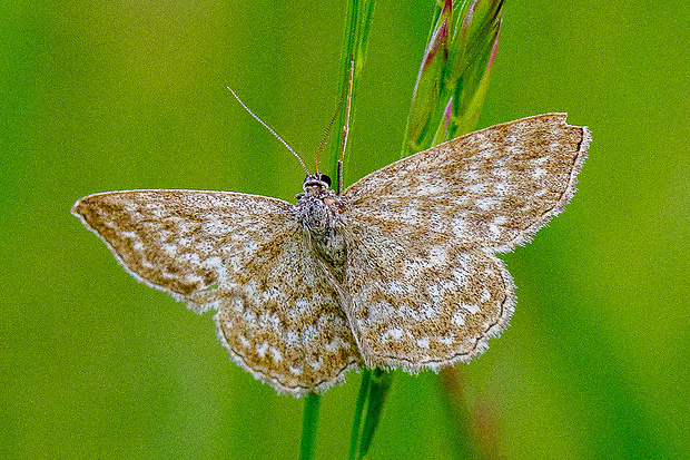 piadica kockovaná Scopula immorata (Linnaeus, 1758)