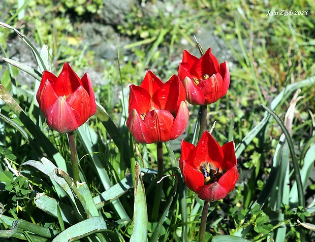 tulipán Tulipa orphanidea Boiss. ex Heldr.