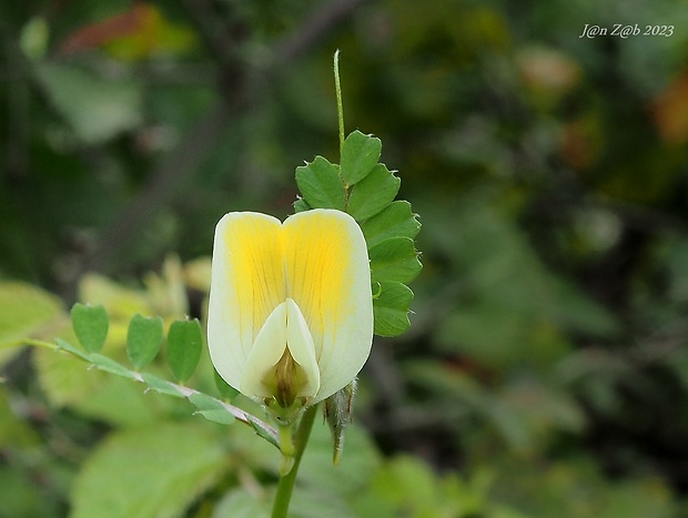 vika zvrhlá Vicia hybrida L.