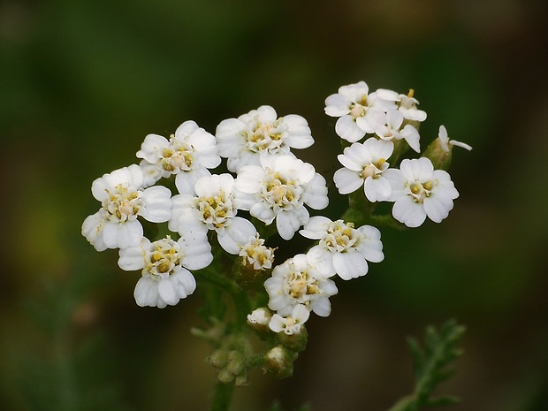 rebríček obyčajný Achillea millefolium L.