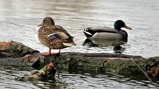 kačica divá Anas platyrhynchos