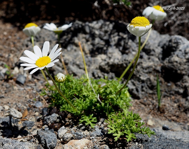 ruman grétsky Anthemis chia L.