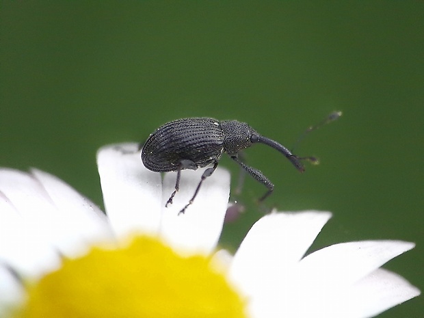 kvetovka jahodová Anthonomus rubi