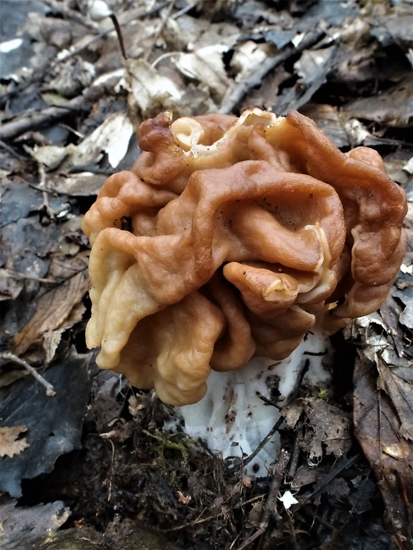 ušiak obrovský Gyromitra gigas (Krombh.) Cooke