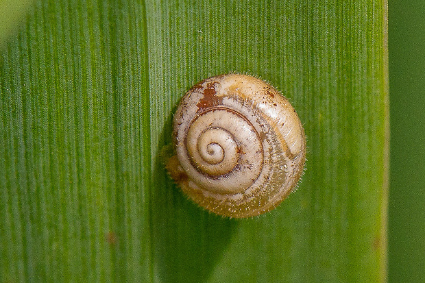 slimák trojzubý Isognomostoma isognomostomos Schröter, 1784