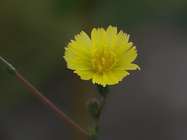 šalát kompasový Lactuca serriola L.