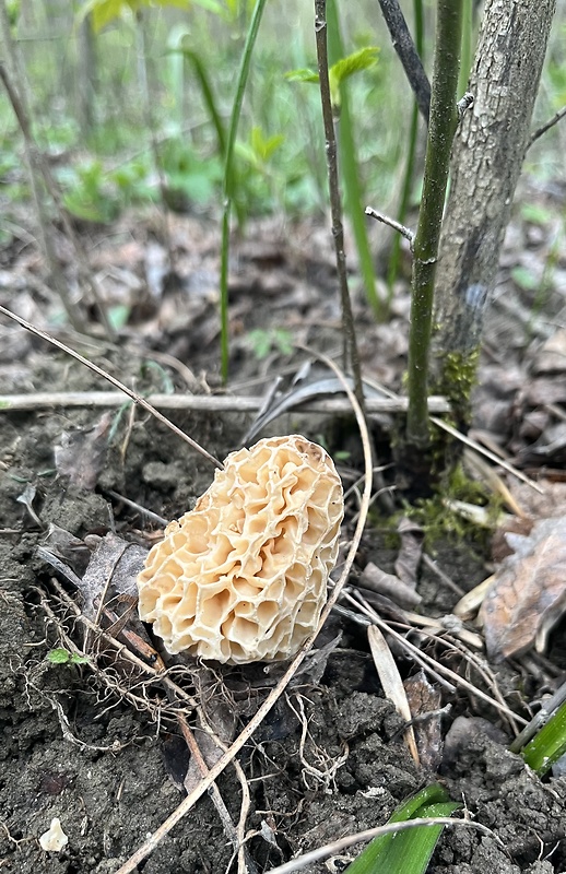 smrčok jedlý Morchella esculenta (L.) Pers.