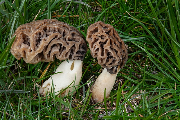 smrčok Morchella sp.