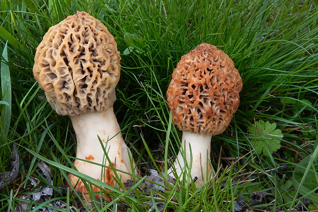 smrčok Morchella sp.