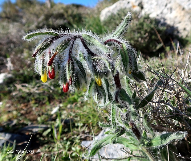 rumenica grécka Onosma graeca Boiss.