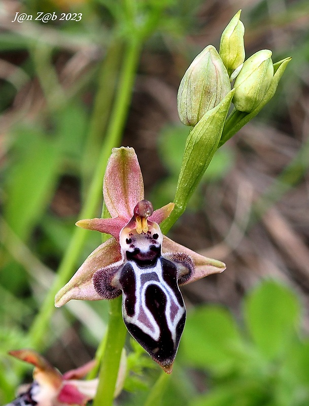 hmyzovník krétsky Ophrys cretica ssp. ariadnae