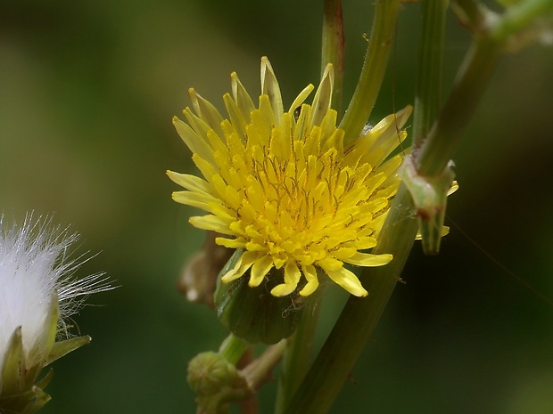 mlieč zelinný Sonchus oleraceus L.