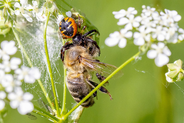 bežník skvostný Synema globosum (Fabricius, 1775)