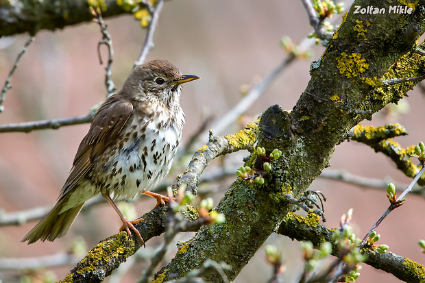 drozd plavý Turdus philomelos