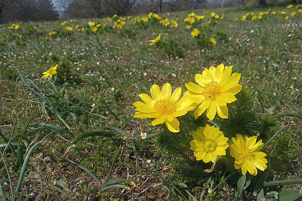 hlaváčik jarný Adonis vernalis L.