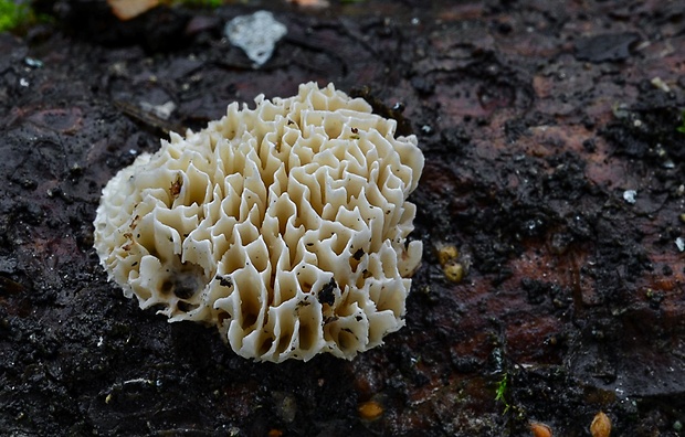 trúdnikovček tvrdý Antrodia ramentacea (Berk. & Broome) Donk