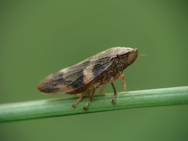 peniarka jelšová Aphrophora alni