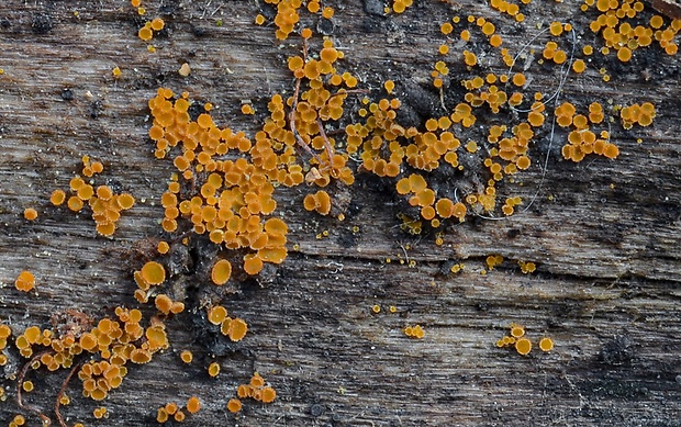 pavučinovka Arachnopeziza trabinelloides (Rehm) Korf