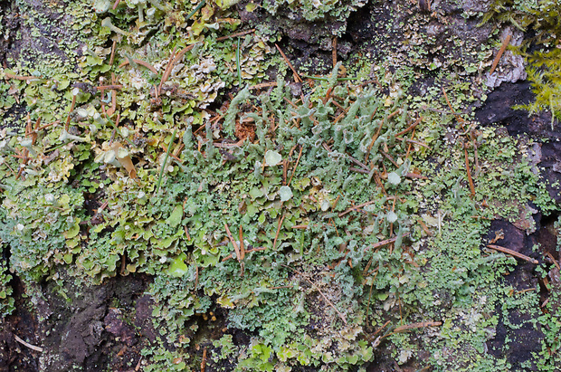 dutohlávka prstnatá Cladonia digitata (L.) Hoffm.