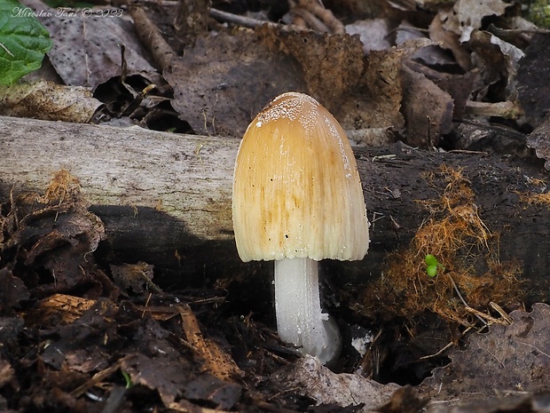 hnojník ligotavý Coprinellus micaceus (Bull.) Vilgalys, Hopple & Jacq. Johnson