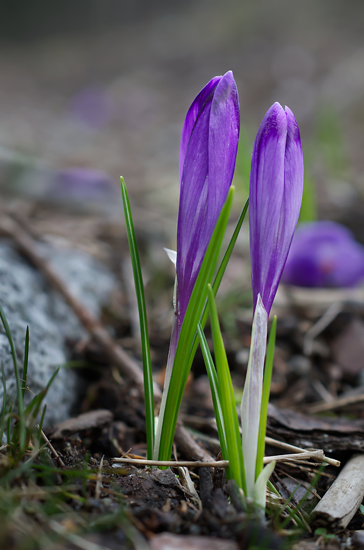 šafran spišský Crocus discolor G. Reuss