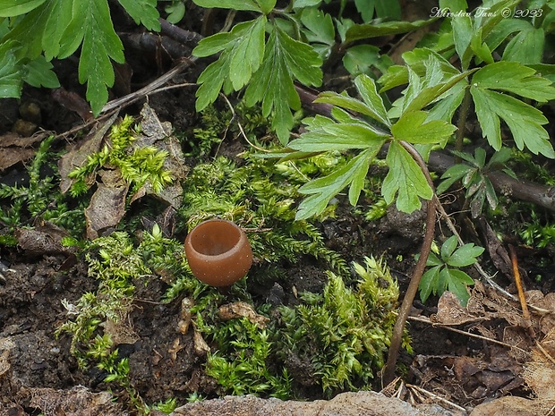 hľuznatka veternicová Dumontinia tuberosa (Bull.) L.M. Kohn