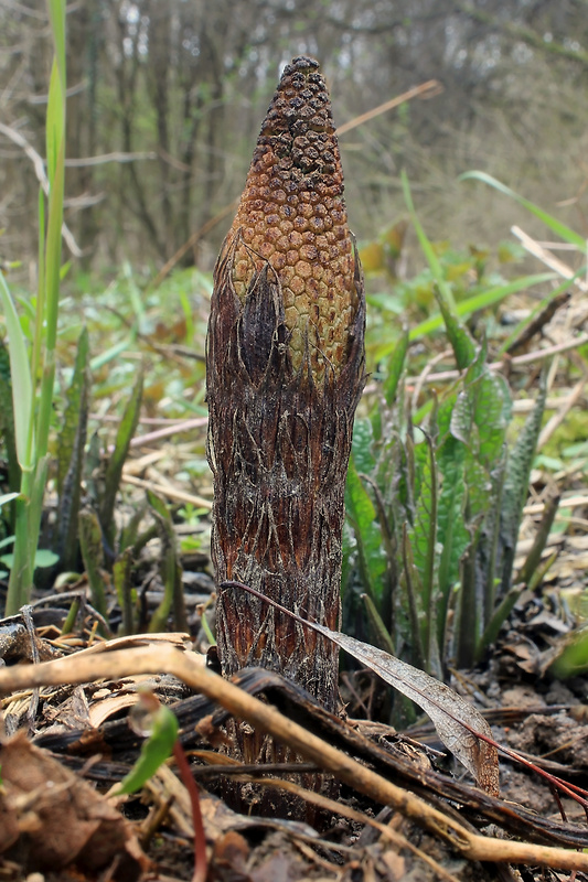 praslička najväčšia Equisetum telmateia Ehrh.