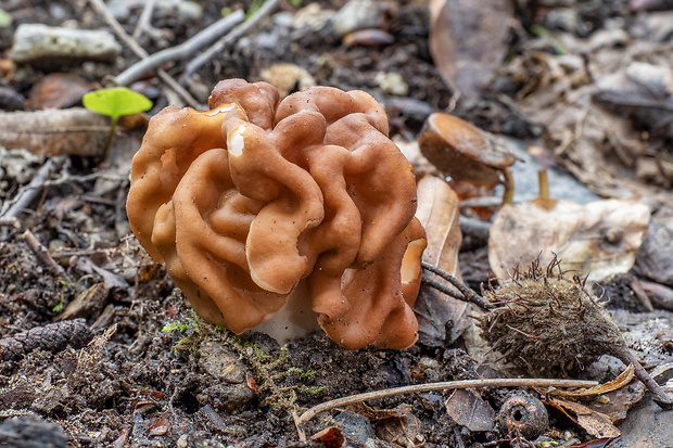 ušiak obrovský Gyromitra gigas (Krombh.) Cooke