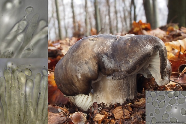 šťavnačka marcová Hygrophorus marzuolus (Fr.) Bres.