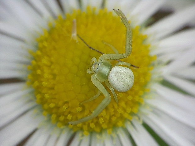 kvetárik dvojtvarý Misumena vatia