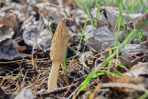 smrčok kužeľovitý Morchella conica Pers.