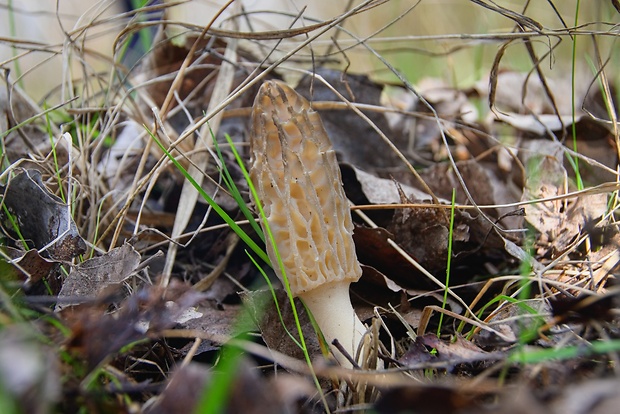 smrčok kužeľovitý Morchella conica Pers.