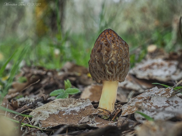 smrčok kužeľovitý Morchella conica Pers.