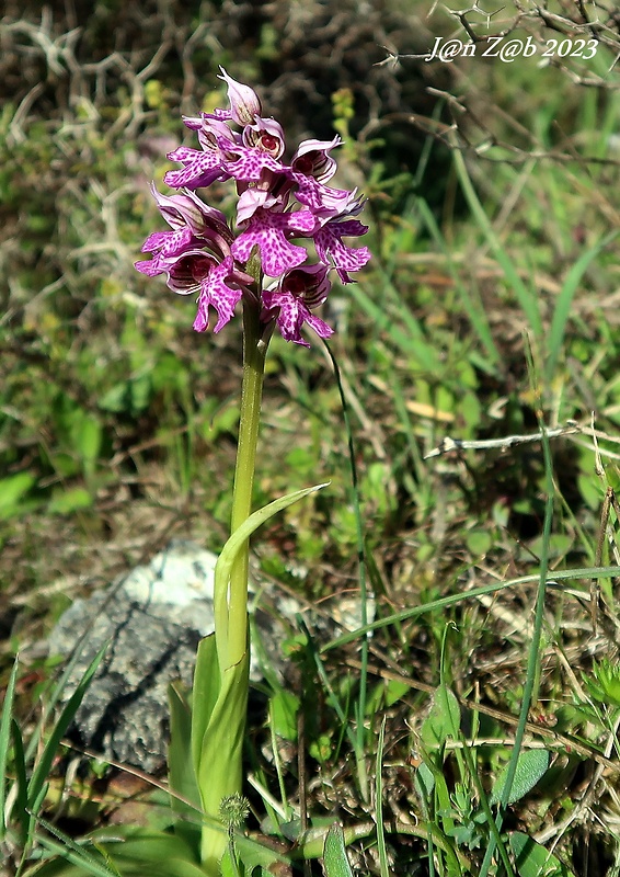 neotinea trojzubá Neotinea tridentata (Scop.) R. M. Bateman, Pridceon et M. W. Chase