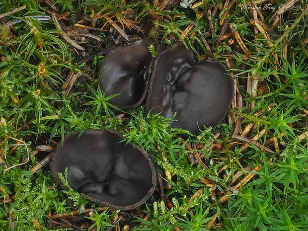 misôčka Pseudoplectania sp.