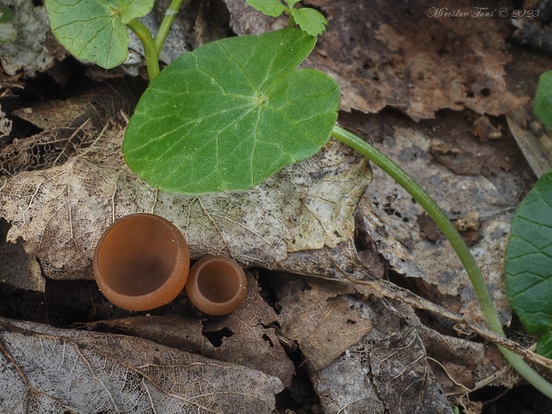 hľuznatka  Sclerotinia ficariae Rehm